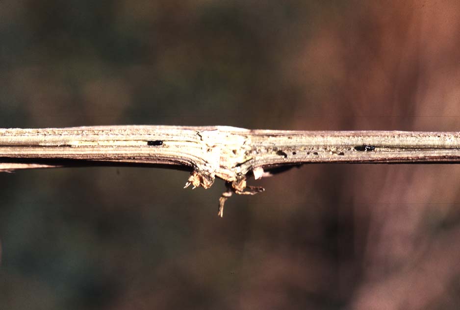 beetle galleries